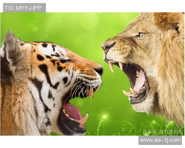 足球明星猪与老虎的奇幻对决揭示了团队合作与勇气的重要性